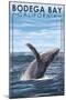 Bodega Bay, California - Humpback Whale-Lantern Press-Mounted Art Print