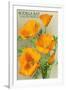 Bodega Bay, California - Poppy-Lantern Press-Framed Art Print