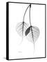 Bodhi Tree Leaves in Black and White-Albert Koetsier-Framed Stretched Canvas