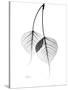 Bodhi Tree Leaves in Black and White-Albert Koetsier-Stretched Canvas