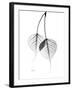 Bodhi Tree Leaves in Black and White-Albert Koetsier-Framed Art Print