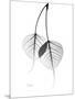 Bodhi Tree Leaves in Black and White-Albert Koetsier-Mounted Art Print
