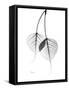 Bodhi Tree Leaves in Black and White-Albert Koetsier-Framed Stretched Canvas