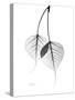 Bodhi Tree Leaves in Black and White-Albert Koetsier-Stretched Canvas