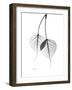 Bodhi Tree Leaves in Black and White-Albert Koetsier-Framed Art Print