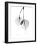 Bodhi Tree Leaves in Black and White-Albert Koetsier-Framed Art Print