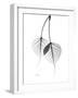 Bodhi Tree Leaves in Black and White-Albert Koetsier-Framed Art Print