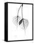 Bodhi Tree Leaves in Black and White-Albert Koetsier-Framed Stretched Canvas