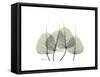 Bodhi Tree Quartet-Albert Koetsier-Framed Stretched Canvas