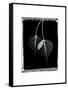 Bodhi Tree Star-Albert Koetsier-Framed Stretched Canvas