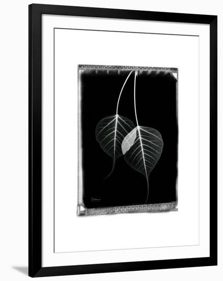 Bodhi Tree Star-Albert Koetsier-Framed Art Print