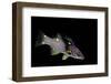 Bodianus Mesothorax (Splitlevel Hogfish, Yellow-Spotted Hogfish)-Paul Starosta-Framed Photographic Print