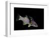 Bodianus Mesothorax (Splitlevel Hogfish, Yellow-Spotted Hogfish)-Paul Starosta-Framed Photographic Print