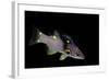 Bodianus Mesothorax (Splitlevel Hogfish, Yellow-Spotted Hogfish)-Paul Starosta-Framed Photographic Print