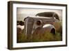 Bodie Junkyard Chevy-Jessica Rogers-Framed Giclee Print