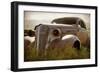 Bodie Junkyard Chevy-Jessica Rogers-Framed Giclee Print