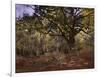 Bodmer Oak, Fontainbleau Forest-Claude Monet-Framed Giclee Print