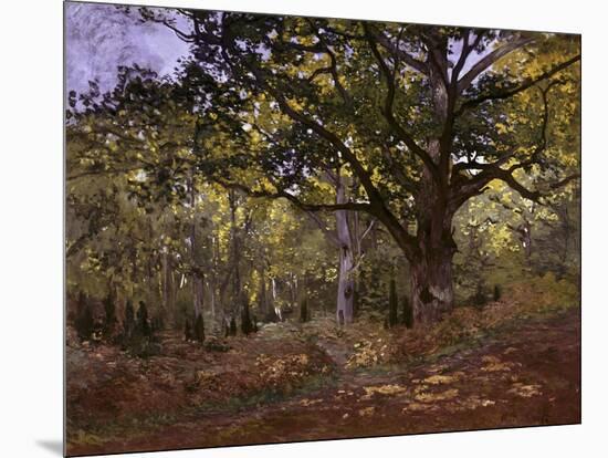 Bodmer Oak, Fontainbleau Forest-Claude Monet-Mounted Giclee Print