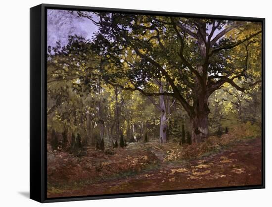 Bodmer Oak, Fontainbleau Forest-Claude Monet-Framed Stretched Canvas