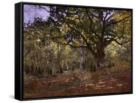 Bodmer Oak, Fontainbleau Forest-Claude Monet-Framed Stretched Canvas