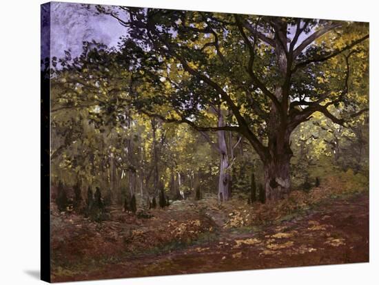 Bodmer Oak, Fontainbleau Forest-Claude Monet-Stretched Canvas