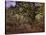 Bodmer Oak, Fontainbleau Forest-Claude Monet-Stretched Canvas