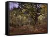 Bodmer Oak, Fontainbleau Forest-Claude Monet-Framed Stretched Canvas