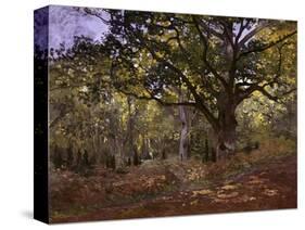 Bodmer Oak, Fontainbleau Forest-Claude Monet-Stretched Canvas