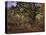 Bodmer Oak, Fontainbleau Forest-Claude Monet-Stretched Canvas