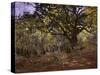 Bodmer Oak, Fontainbleau Forest-Claude Monet-Stretched Canvas