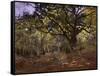Bodmer Oak, Fontainbleau Forest-Claude Monet-Framed Stretched Canvas