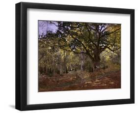 Bodmer Oak, Fontainbleau Forest-Claude Monet-Framed Giclee Print