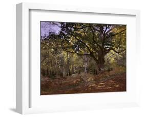 Bodmer Oak, Fontainbleau Forest-Claude Monet-Framed Giclee Print