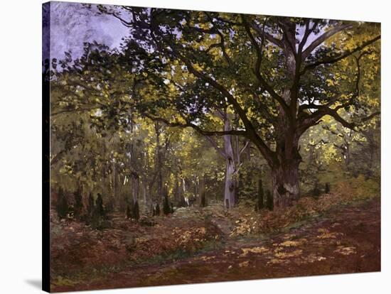 Bodmer Oak, Fontainbleau Forest-Claude Monet-Stretched Canvas