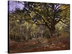 Bodmer Oak, Fontainbleau Forest-Claude Monet-Stretched Canvas