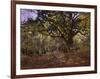 Bodmer Oak, Fontainbleau Forest-Claude Monet-Framed Giclee Print