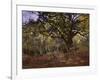 Bodmer Oak, Fontainbleau Forest-Claude Monet-Framed Premium Giclee Print