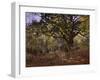 Bodmer Oak, Fontainbleau Forest-Claude Monet-Framed Giclee Print