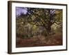 Bodmer Oak, Fontainbleau Forest-Claude Monet-Framed Giclee Print