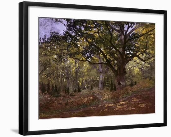 Bodmer Oak, Fontainbleau Forest-Claude Monet-Framed Giclee Print