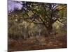 Bodmer Oak, Fontainbleau Forest-Claude Monet-Mounted Giclee Print