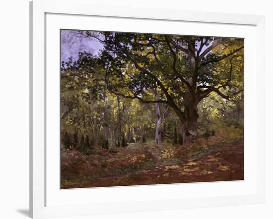 Bodmer Oak, Fontainbleau Forest-Claude Monet-Framed Giclee Print