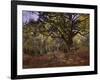 Bodmer Oak, Fontainbleau Forest-Claude Monet-Framed Giclee Print