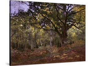 Bodmer Oak, Fontainbleau Forest-Claude Monet-Stretched Canvas