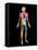 Body Imaging-Mehau Kulyk-Framed Stretched Canvas