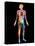 Body Imaging-Mehau Kulyk-Stretched Canvas