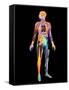 Body Imaging-Mehau Kulyk-Framed Stretched Canvas