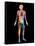Body Imaging-Mehau Kulyk-Framed Stretched Canvas