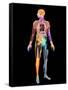 Body Imaging-Mehau Kulyk-Framed Stretched Canvas