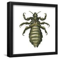 Body Louse (Pediculus Humanus Humanus), Insects-Encyclopaedia Britannica-Framed Poster